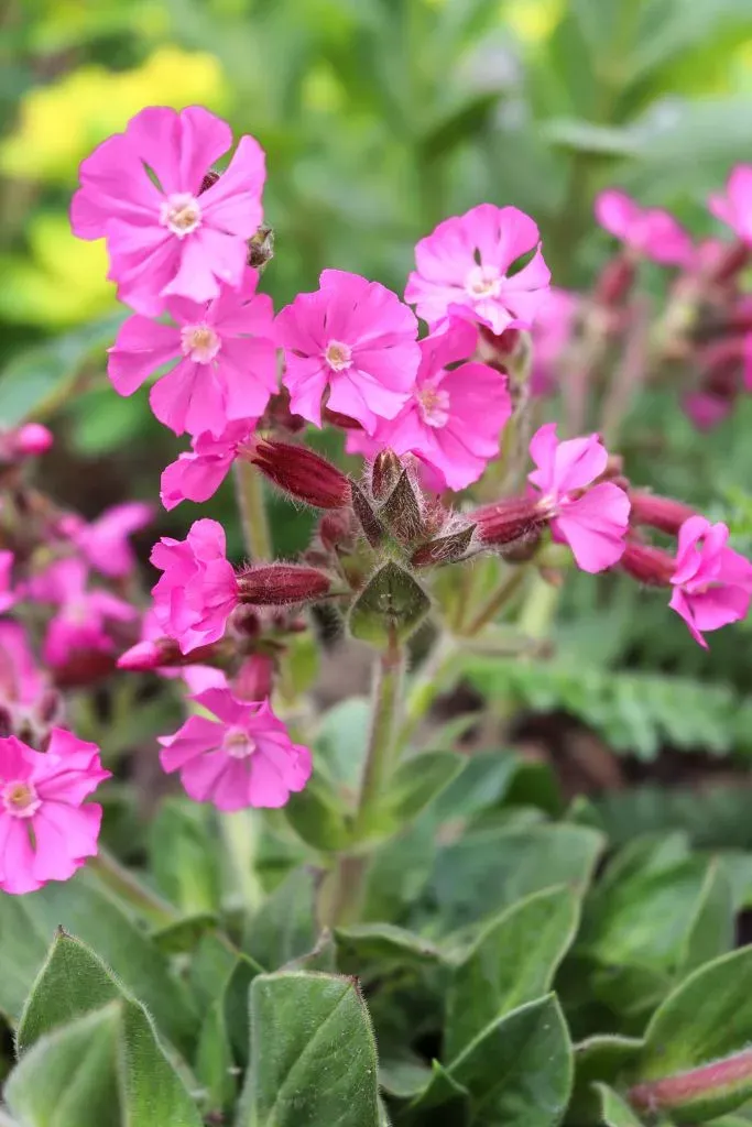 Silene x Robotii 'Rollies Favourite' - vaso Ø18 cm Silene x Robotii 'Rollies Favourite' - vaso Ø18 cm