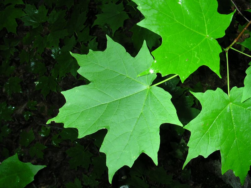 Acer saccharum, Acero da zucchero - vaso Ø18 cm h 120-130