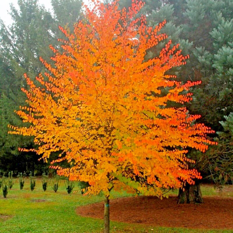 Cercidiphyllum japonicum, Falso Albero di Giuda, Katsura, albero del caramello - vaso Ø18 cm, h 120 cm SCD