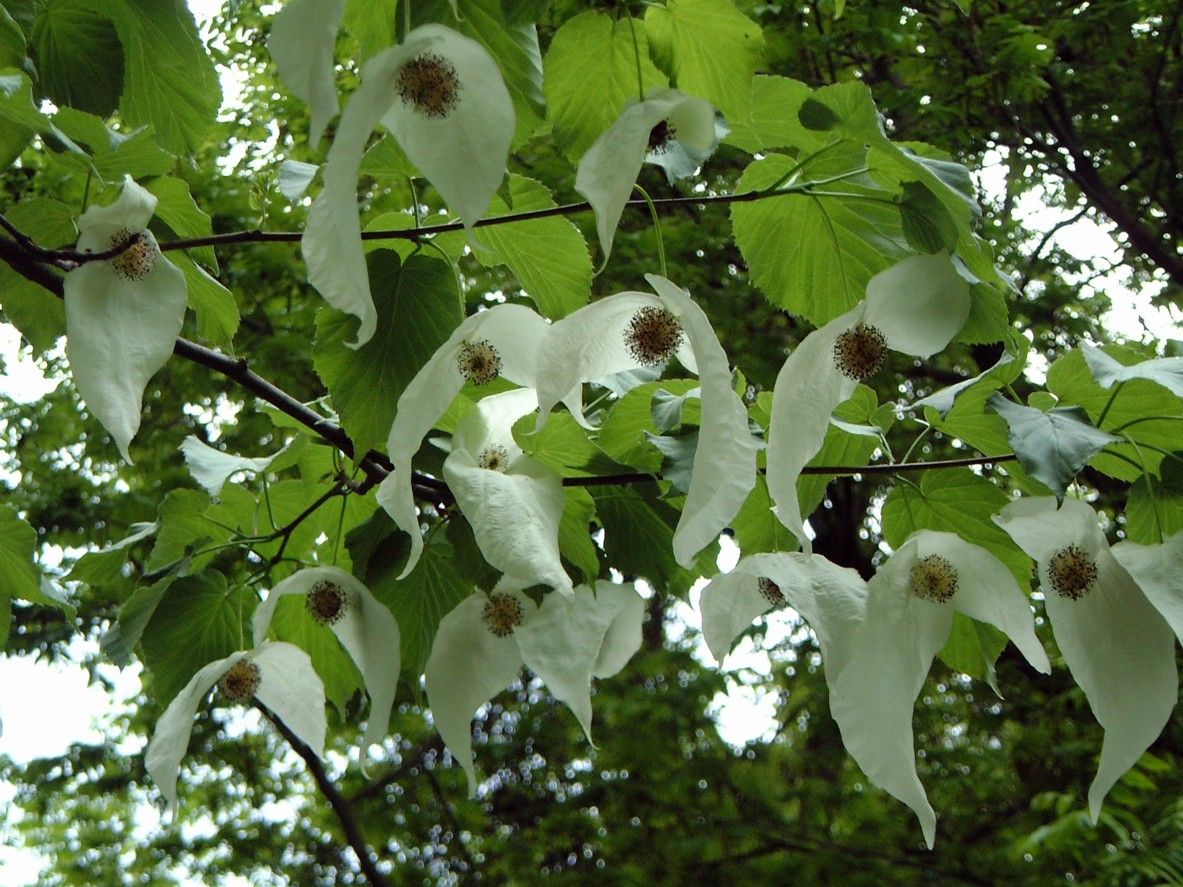 Davidia involucrata - albero dei fazzoletti, albero delle colombe - vaso Ø24 cm, h 100/125  cm