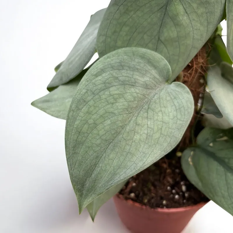 Scindapsus 'Silver Hero', Potus, Potos, Pothos, Photus - vaso Ø12 cm