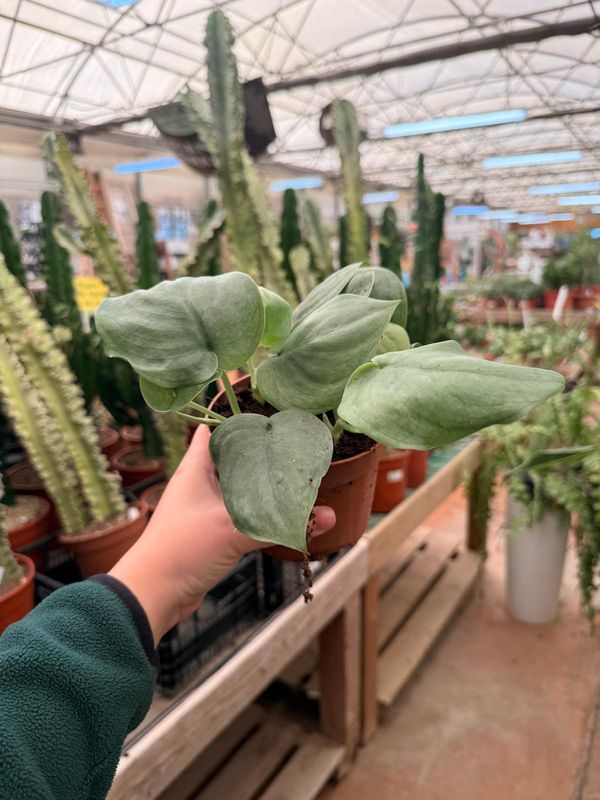 Scindapsus 'Silver Hero', Potus, Potos, Pothos, Photus - vaso Ø12 cm