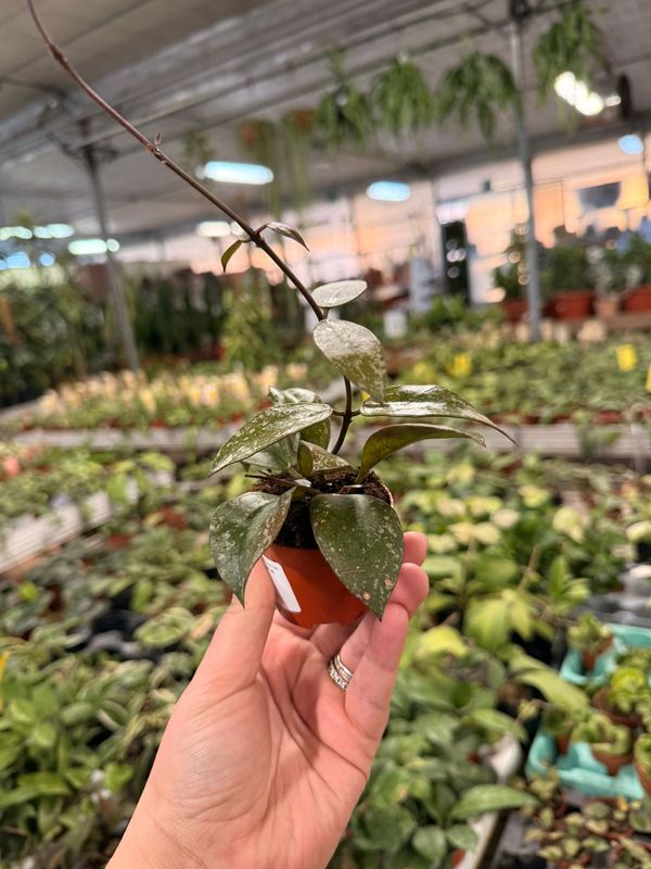 Hoya Nabaw ensis splash - vaso Ø6 cm