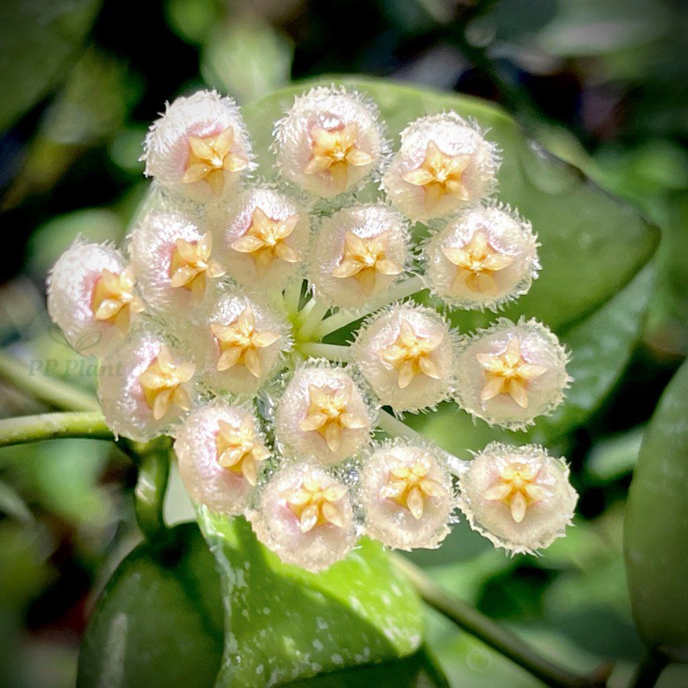 Hoya Nabaw ensis splash - vaso Ø6 cm Hoya Nabaw ensis splash - vaso Ø6 cm