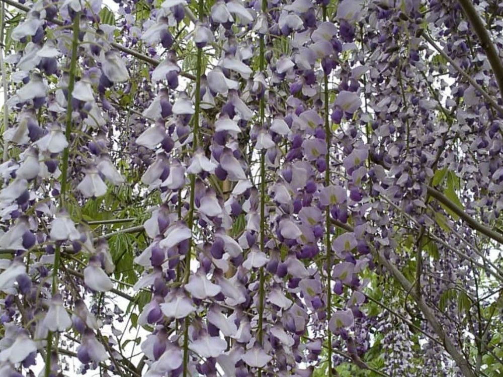 Glicine, Wisteria 'Floribunda Macrobrothys' - vaso Ø21 cm Glicine, Wisteria 'Floribunda Macrobrothys' - vaso Ø21 cm