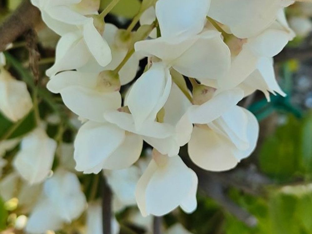 Glicine, Wisteria Brachyobrotys Shiro Kapitan Fuji - vaso Ø21 cm