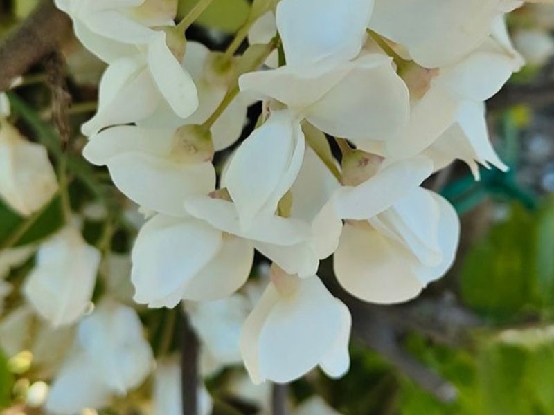 Glicine, Wisteria Brachyobrotys Shiro Kapitan Fuji - vaso Ø21 cm