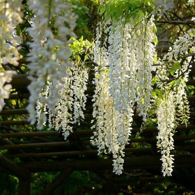 Glicine, Wisteria Brachyobrotys Shiro Kapitan Fuji - vaso Ø21 cm
