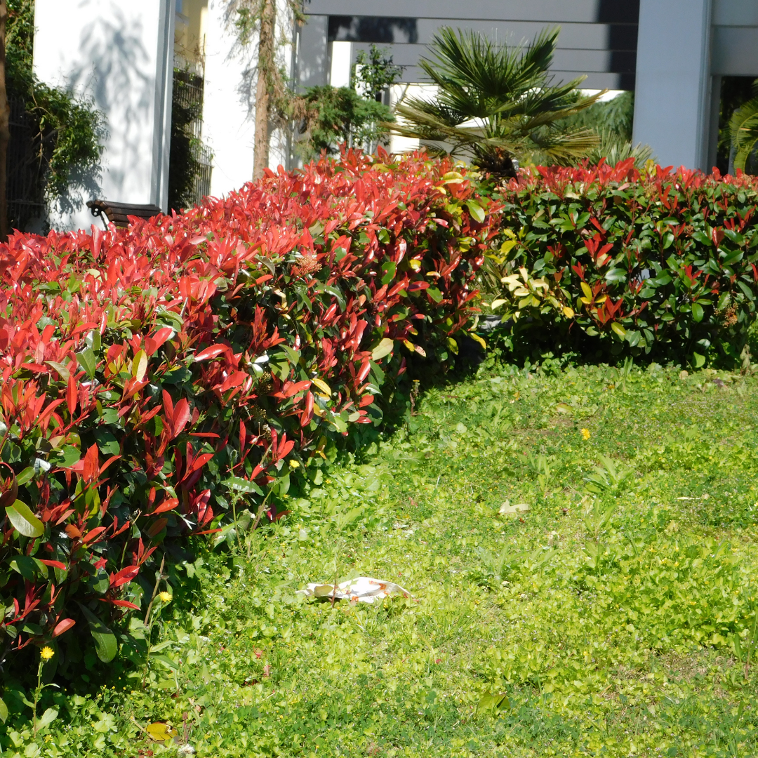 Photinia x fraseri, Photinia Red Robin, Fotinia - alveolo Ø9 cm, h 30