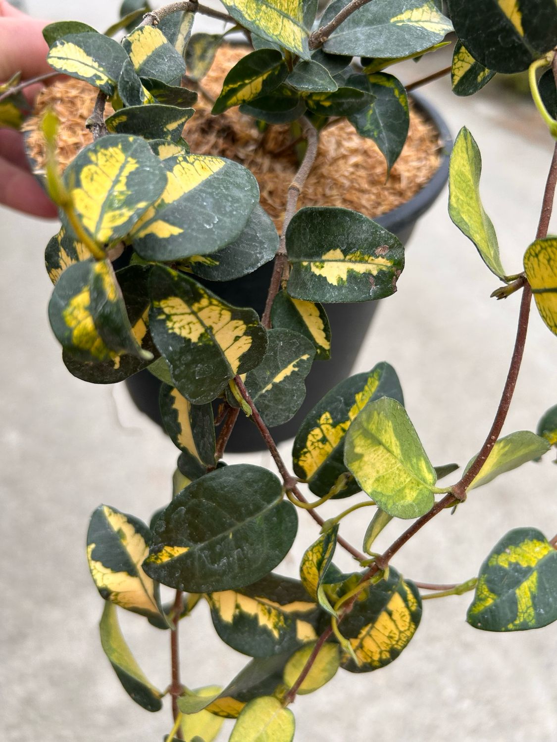 Falso Gelsomino Tricolore, Trachelospermum asiaticum 'Summer Sunset' - vaso Ø8 cm