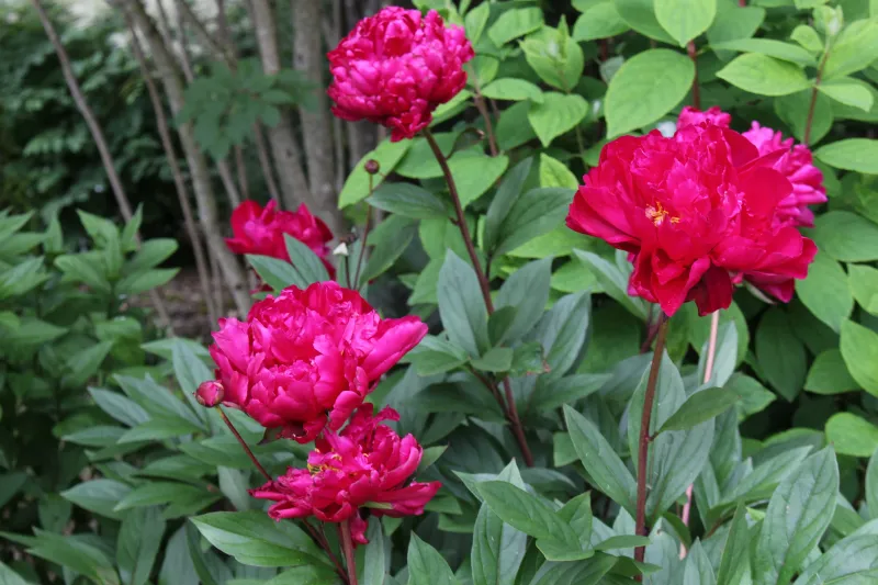 Peonia Erbacea, Paeonia lactiflora 'Karl Rosenfield' - vaso Ø11 cm