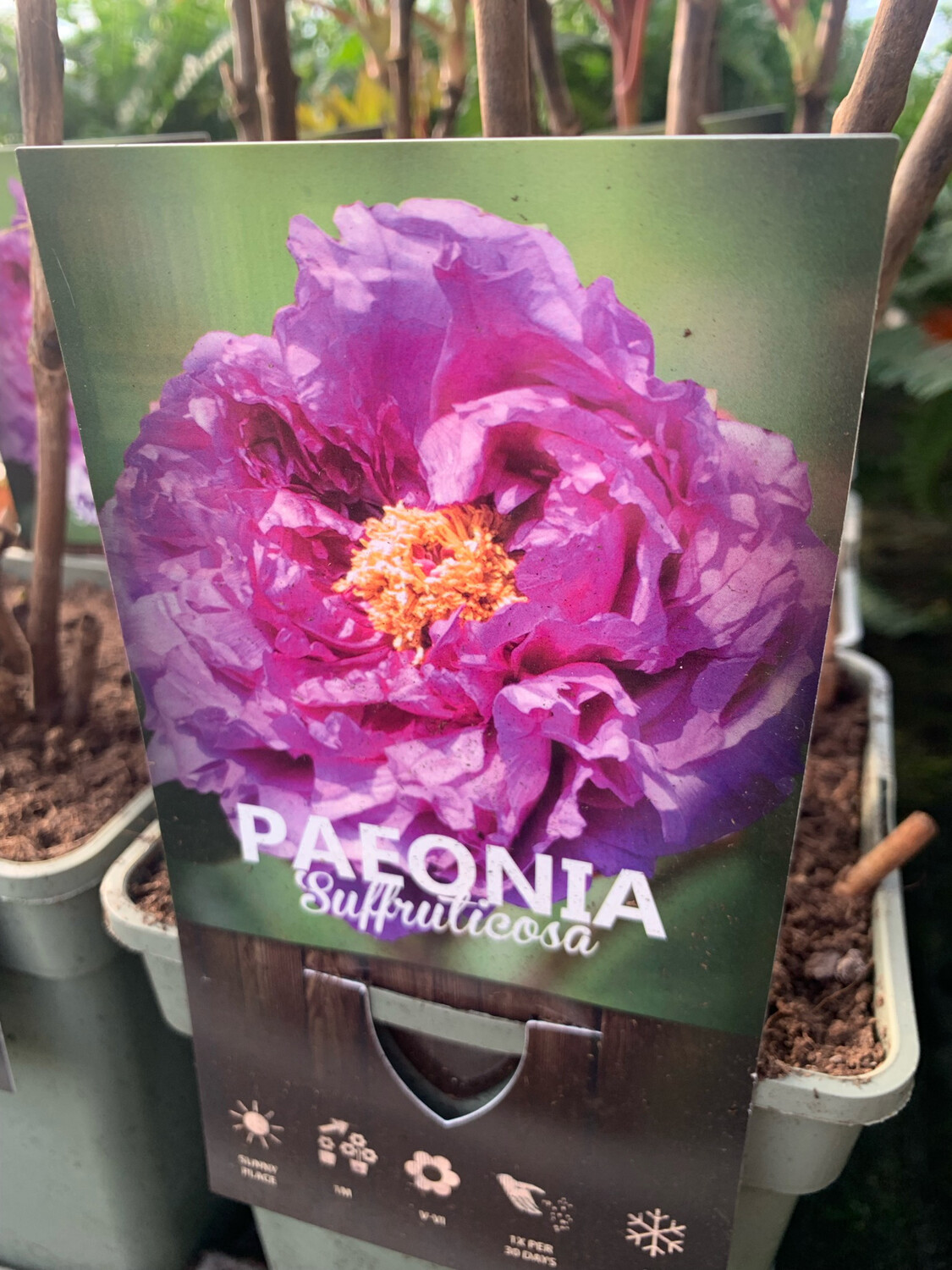 Peonia Paeonia Suffruticosa Arbustiva - vaso Ø11 cm COLORE LILLA Peonia Paeonia Suffruticosa Arbustiva - vaso Ø11 cm COLORE LILLA