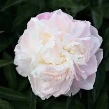 Peonia Erbacea, Paeonia lactiflora 'Shirley Temple' - vaso Ø11 cm