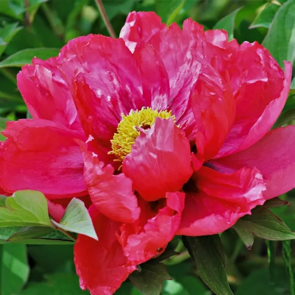 Peonia Erbacea, Paeonia lactiflora 'Eventide' - vaso Ø11 cm
