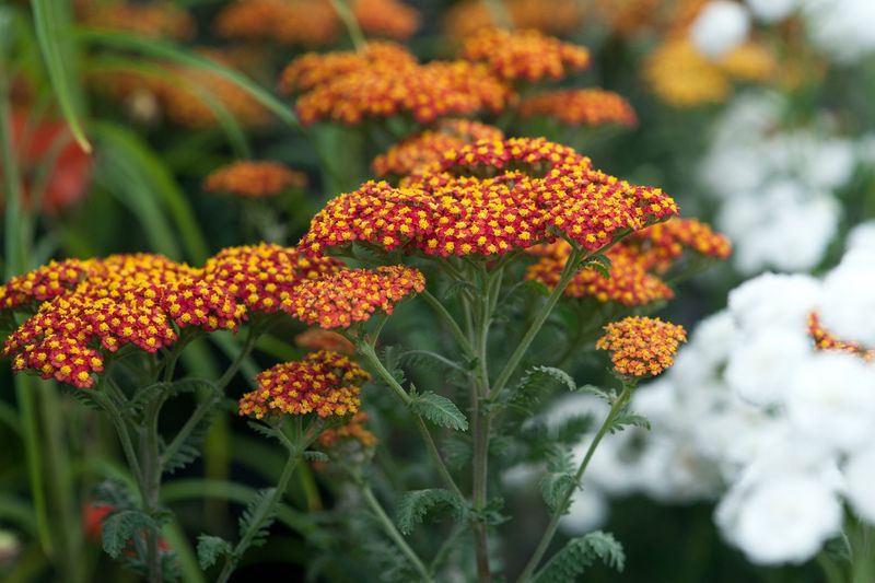 Achillea millefolium 'Walther Funcke',  Achillea Millefoglio - vaso Ø18 cm