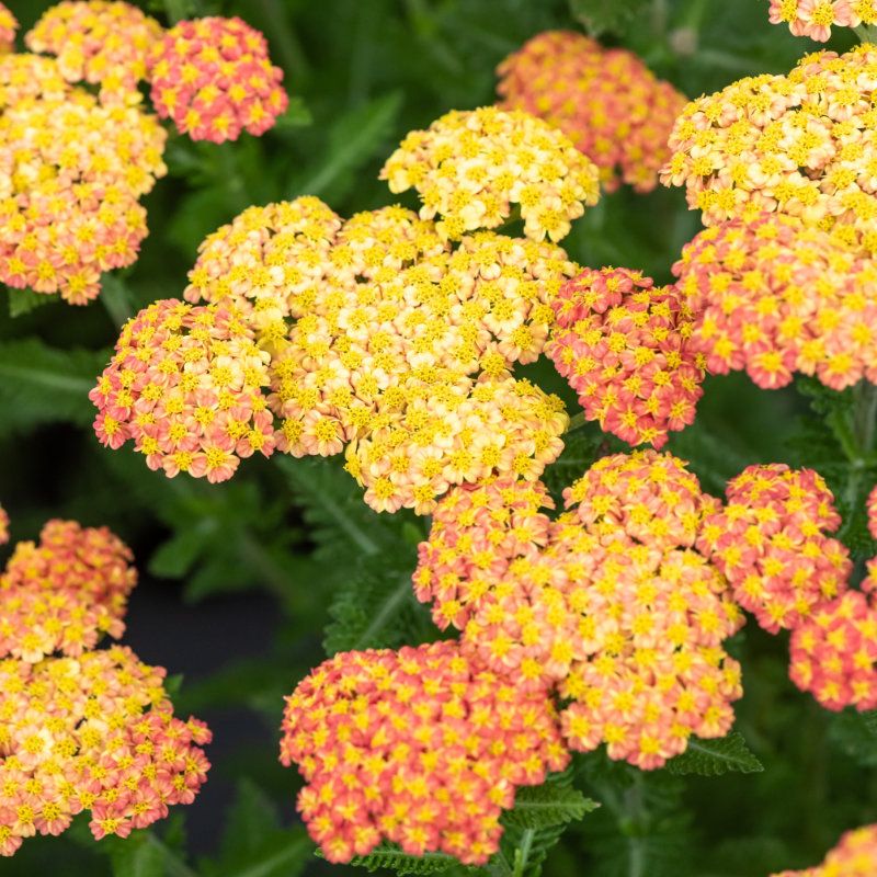 Achillea millefolium 'Skysail Yellow',  Achillea Millefoglio - vaso Ø18 cm