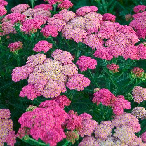 Achillea millefolium 'Summer Taffy',  Achillea Millefoglio - vaso Ø18 cm