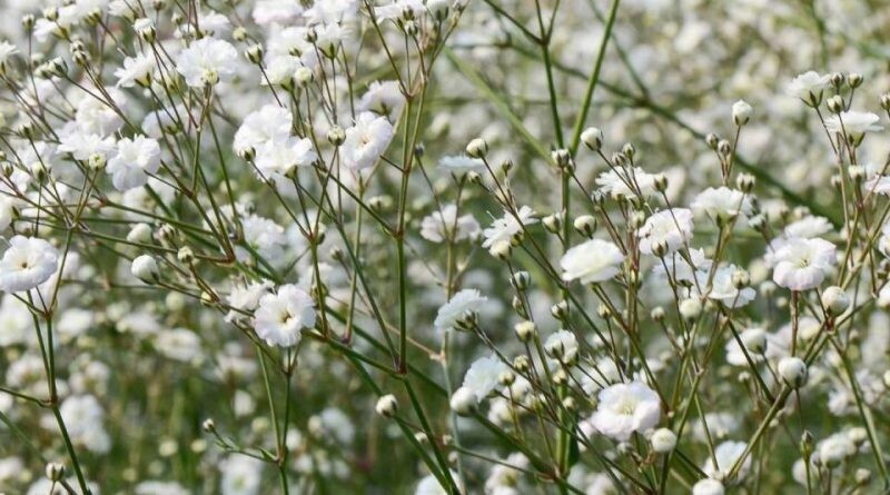 Gipsofila, Gypsophila paniculata 'White Flare', Velo da sposa - vaso Ø18 cm Gipsofila, Gypsophila paniculata 'White Flare', Velo da sposa - vaso Ø18 cm