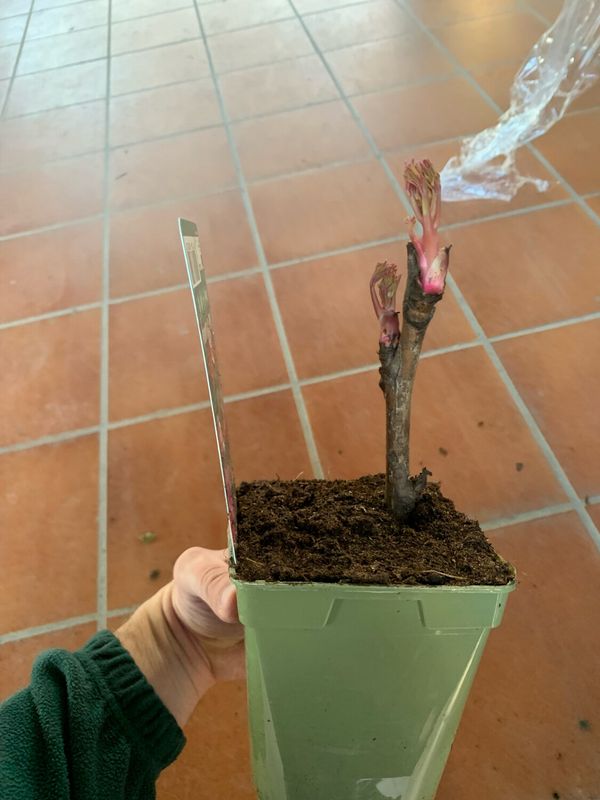 Peonia Paeonia Suffruticosa Arbustiva - vaso Ø14 cm COLORE ROSA TENUE