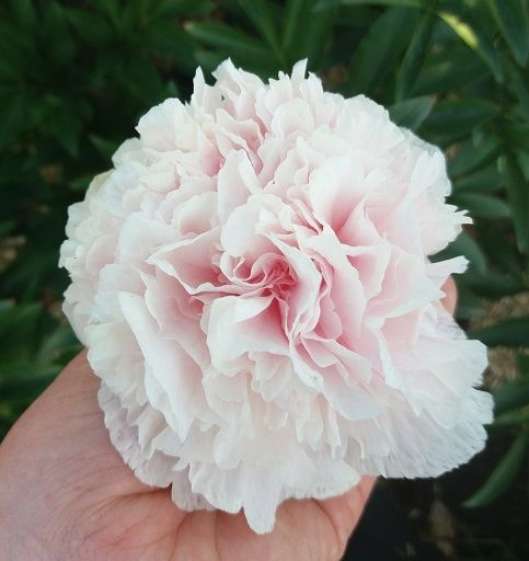 Peonia Paeonia Suffruticosa Arbustiva - vaso Ø11 cm COLORE ROSA TENUE