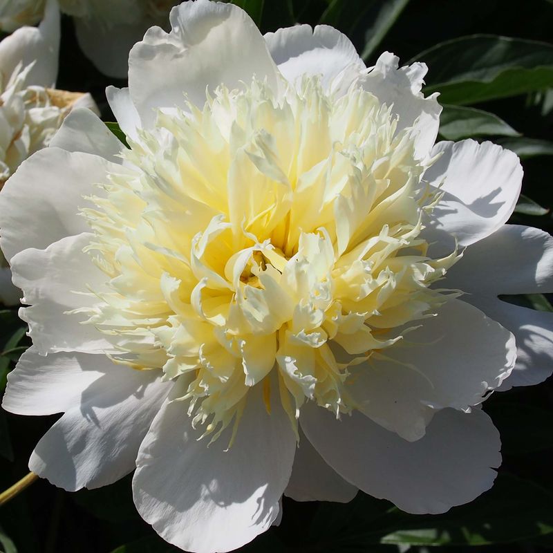 Peonia Erbacea, Paeonia lactiflora 'Primevere' - vaso Ø11 cm