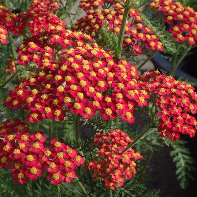 Achillea millefolium 'Paprika', Achillea Millefoglio - vaso Ø18 cm Achillea millefolium 'Paprika', Achillea Millefoglio - vaso Ø18 cm