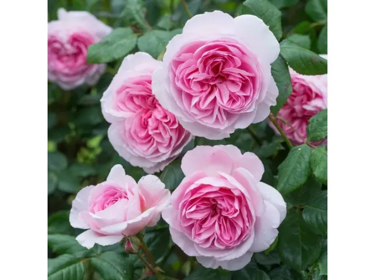 Rosa inglese profumata DAVID AUSTIN 'The ancient mariner' - vaso Ø17 cm Rosa inglese profumata DAVID AUSTIN 'The ancient mariner' - vaso Ø17 cm