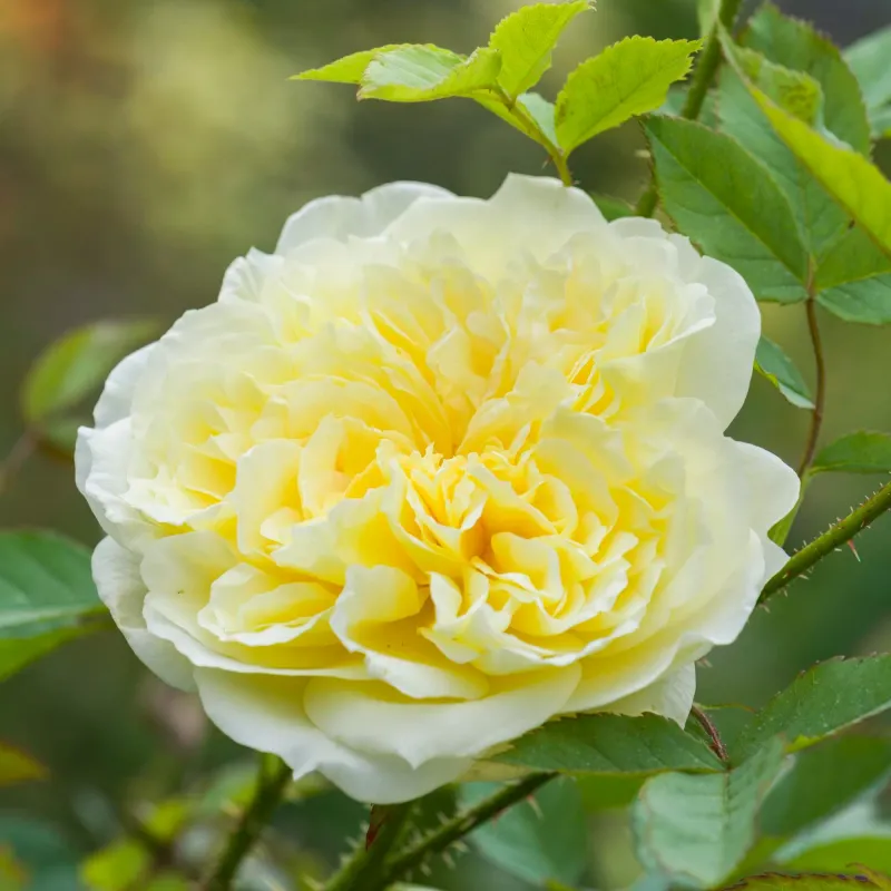 Rosa inglese profumata DAVID AUSTIN 'The country parson' - vaso Ø17 cm Rosa inglese profumata DAVID AUSTIN 'The country parson' - vaso Ø17 cm