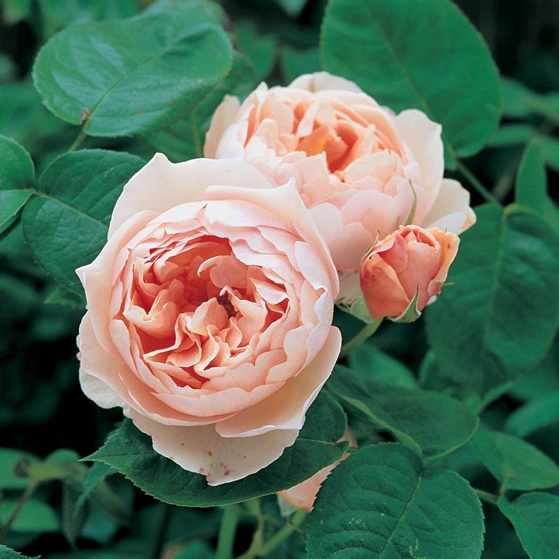 Rosa inglese profumata DAVID AUSTIN 'The shapherdess' - vaso Ø17 cm Rosa inglese profumata DAVID AUSTIN 'The shapherdess' - vaso Ø17 cm