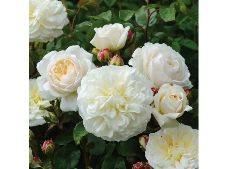 Rosa inglese profumata DAVID AUSTIN 'Tranquillity' - vaso Ø17 cm Rosa inglese profumata DAVID AUSTIN 'Tranquillity' - vaso Ø17 cm