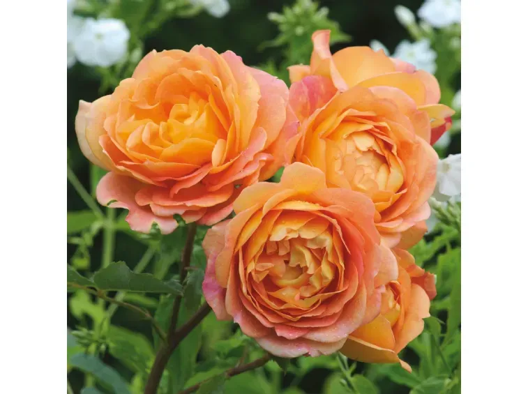 Rosa inglese profumata DAVID AUSTIN 'Lady of Shallot' - vaso Ø17 cm