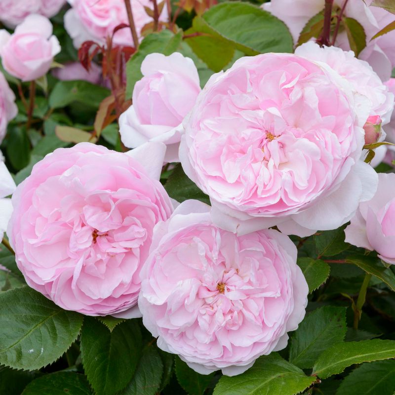 Rosa inglese profumata DAVID AUSTIN 'Olivia rose Austin' - vaso Ø17 cm Rosa inglese profumata DAVID AUSTIN 'Olivia rose Austin' - vaso Ø17 cm