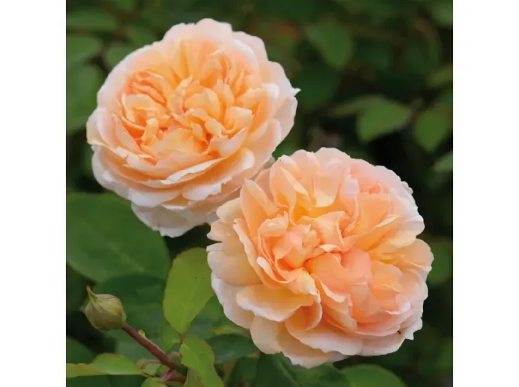 Rosa inglese profumata DAVID AUSTIN 'The lady gardener' - vaso Ø17 cm Rosa inglese profumata DAVID AUSTIN 'The lady gardener' - vaso Ø17 cm