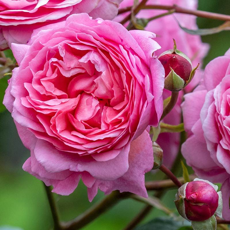 Rosa inglese profumata DAVID AUSTIN 'Penelope Lively' - vaso Ø17 cm Rosa inglese profumata DAVID AUSTIN 'Penelope Lively' - vaso Ø17 cm