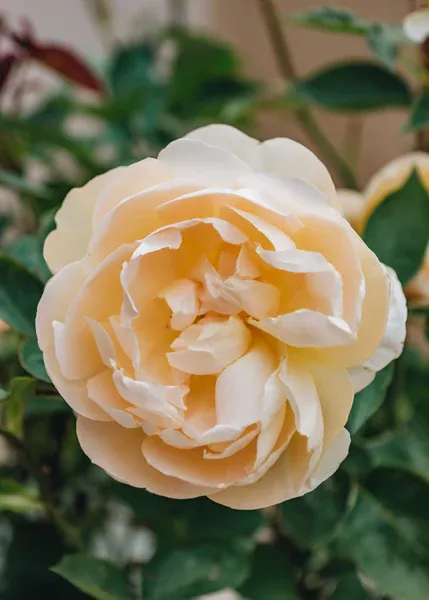 Rosa inglese profumata DAVID AUSTIN 'Dannahue' - vaso Ø17 cm Rosa inglese profumata DAVID AUSTIN 'Dannahue' - vaso Ø17 cm