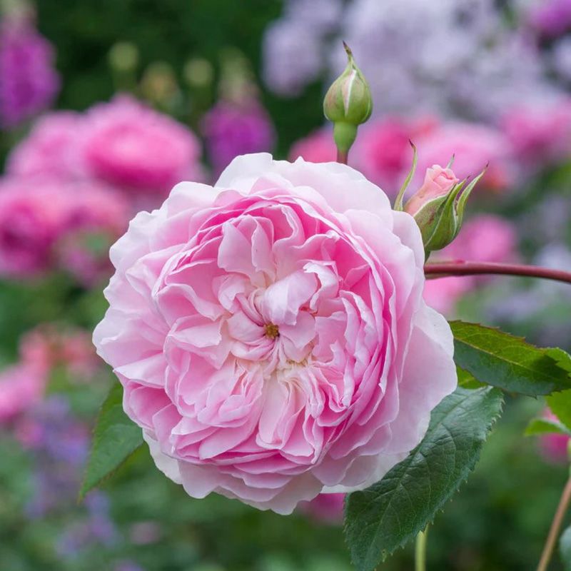 Rosa inglese profumata DAVID AUSTIN 'Silas Marner' - vaso Ø17 cm