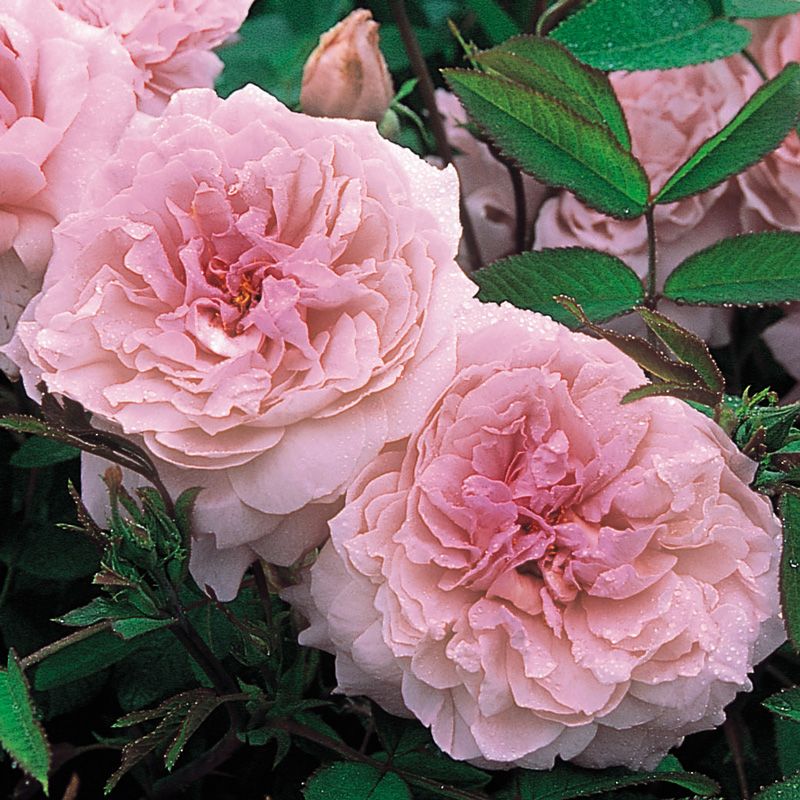 Rosa inglese profumata DAVID AUSTIN 'The mayflower' - vaso Ø17 cm