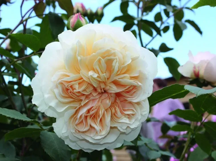 Rosa inglese profumata DAVID AUSTIN 'Lichfield angel' - vaso Ø17 cm Rosa inglese profumata DAVID AUSTIN 'Lichfield angel' - vaso Ø17 cm