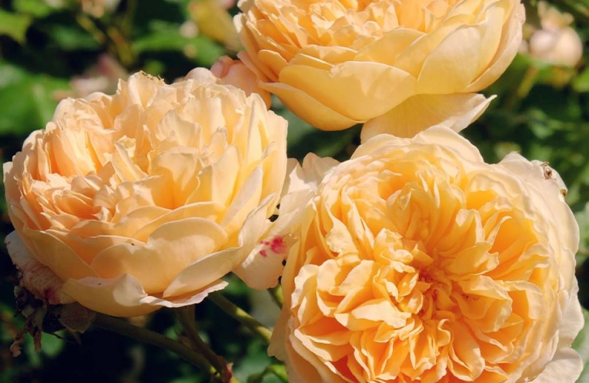 Rosa inglese profumata DAVID AUSTIN 'Bring me Sunshine' - vaso Ø17 cm