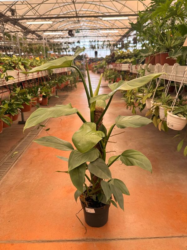 Philodendron 'Silver Queen', Filodendro - vaso Ø17 cm