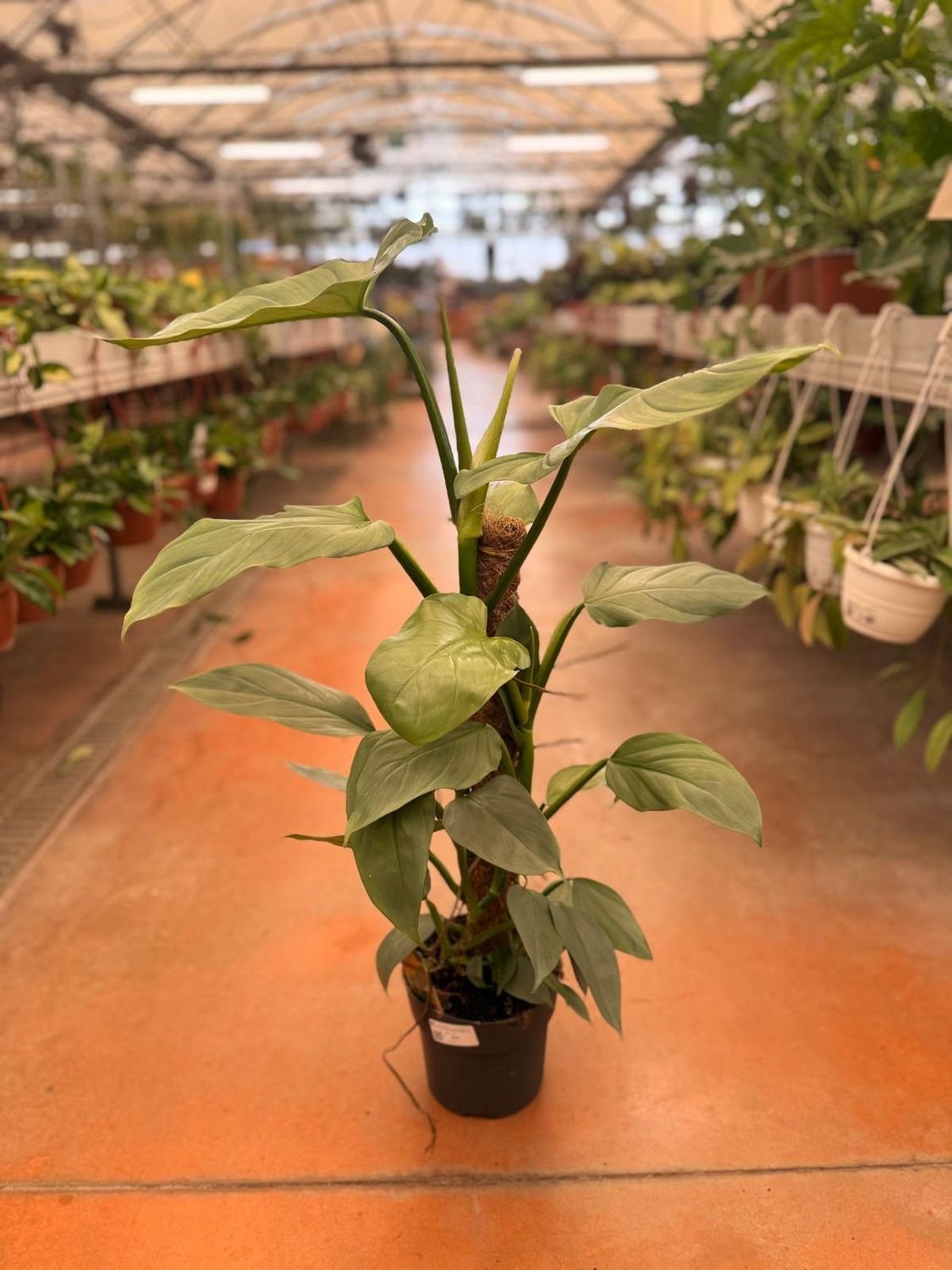 Philodendron 'Silver Queen', Filodendro - vaso Ø17 cm Philodendron 'Silver Queen', Filodendro - vaso Ø17 cm