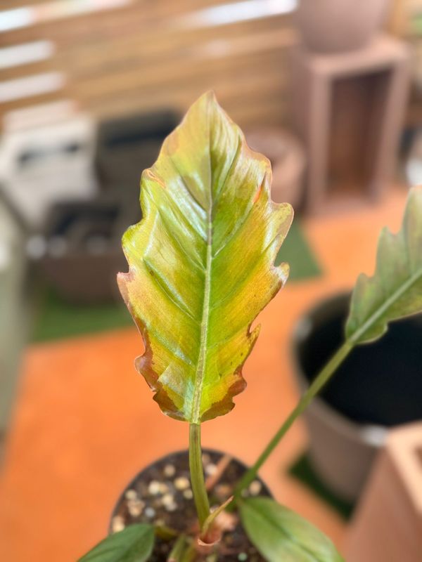 Philodendron Caramel Pluto, Filodendro - vaso Ø14 cm