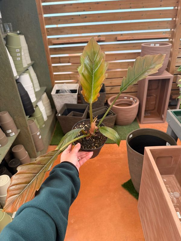 Philodendron Caramel Pluto, Filodendro - vaso Ø14 cm