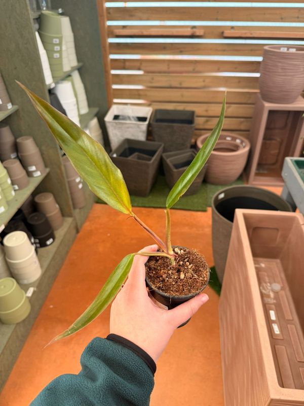 Philodendron Caramel Pluto, Filodendro - vaso Ø9 cm
