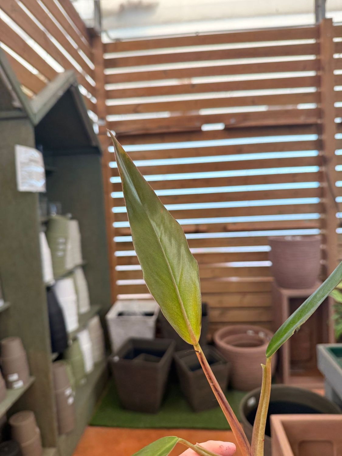 Philodendron Caramel Pluto, Filodendro - vaso Ø9 cm Philodendron Caramel Pluto, Filodendro - vaso Ø9 cm