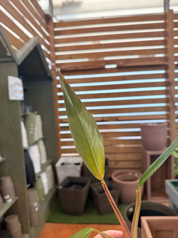 Philodendron Caramel Pluto, Filodendro - vaso Ø9 cm