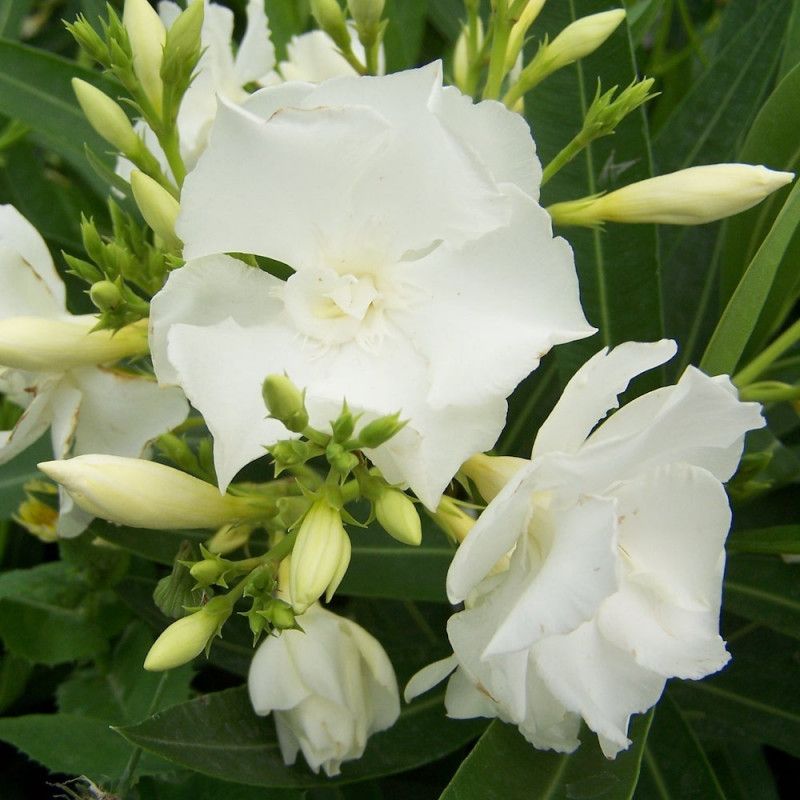 Nerium Oleander Mont Blanc, Oleandro (fiore bianco doppio) - vaso Ø18 cm
