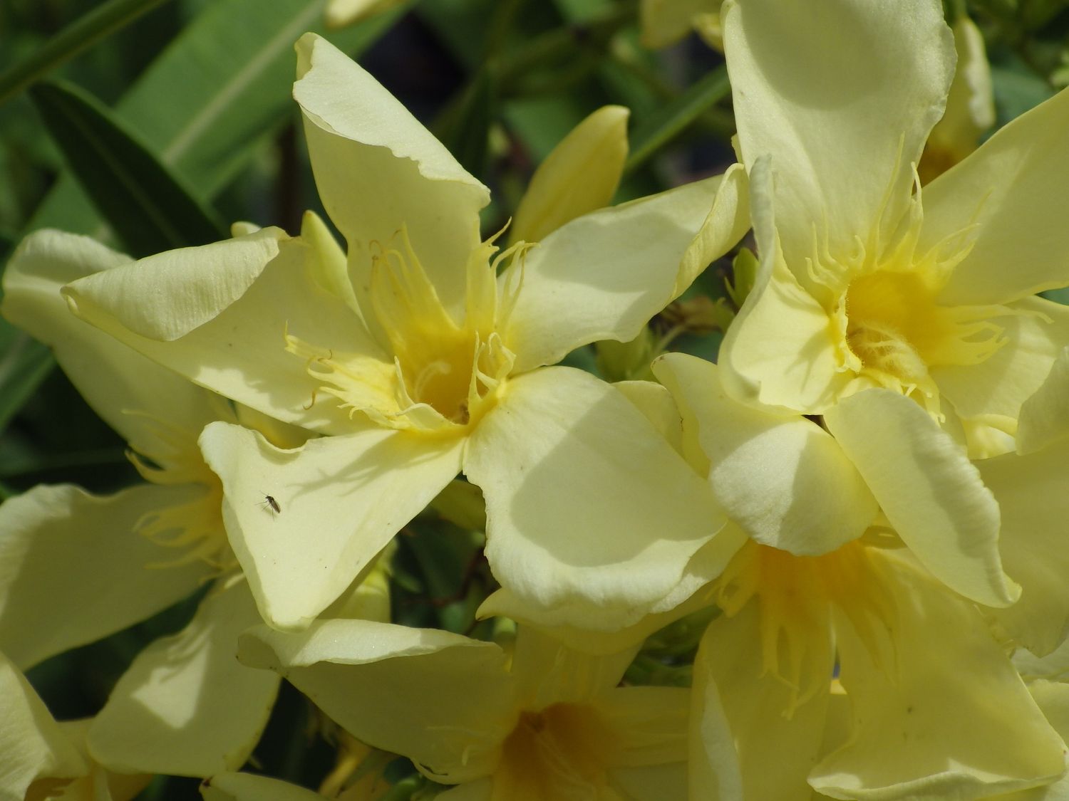Nerium Oleander Maria Gambetta, Oleandro (fiore giallo semplice) - vaso Ø18cm
