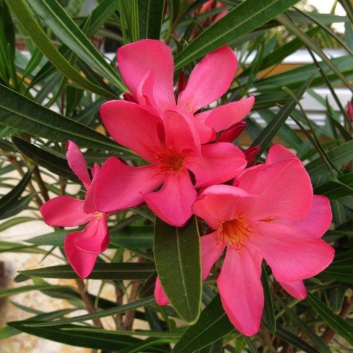 Nerium Oleander Papa gambetta, Oleandro (fiore fucsia semplice) - vaso Ø18cm