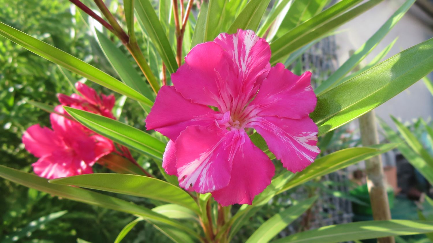 Nerium Oleander Tamoure, Oleandro (fiore magenta variegato bianco doppio) - vaso Ø18cm Nerium Oleander Tamoure, Oleandro (fiore magenta variegato bianco doppio) - vaso Ø18cm